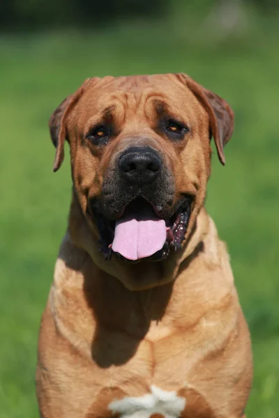 Vertical closeup of a young male tosa inu — Stock Photo, Image