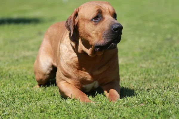 Jovem macho tosa inu canino assistindo no jardim — Fotografia de Stock