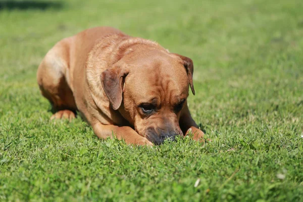Um cão tosa inu puro deitado na grama verde — Fotografia de Stock