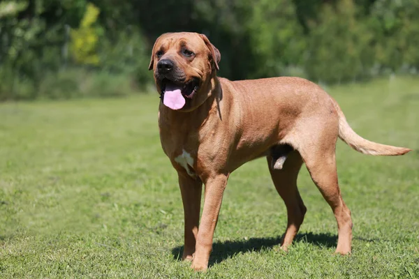 Ein reinrassiger tosa inu Hund erschossen — Stockfoto