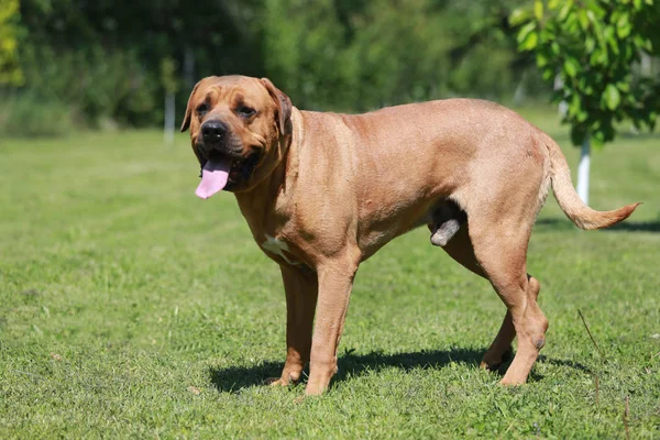 Foto vista lateral de um jovem tosa inu canino — Fotografia de Stock