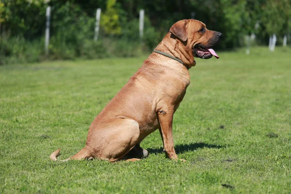 Tosa inu męski pies siedzi naturalnym tle zielony — Zdjęcie stockowe
