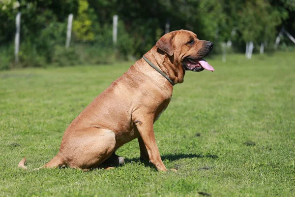 Tosa inu mužský pes sedí v přirozeném prostředí — Stock fotografie