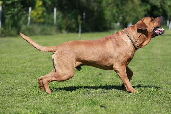 Samurai pastor canino brincando no pasto — Fotografia de Stock