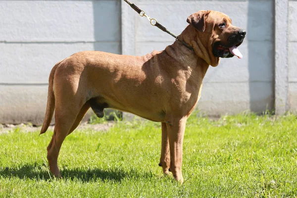 Tosa inteligente inu raça cão com o criador — Fotografia de Stock