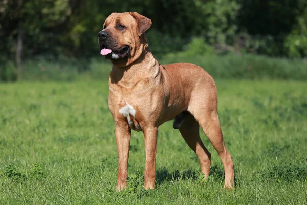 Schöne japanische Dogge tosa inu Hund gegen grüne natürliche ba — Stockfoto