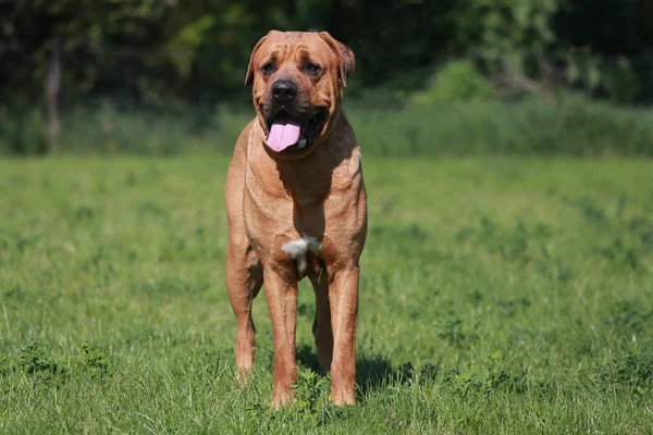 Jovem macho tosa inu canino assistindo no jardim — Fotografia de Stock