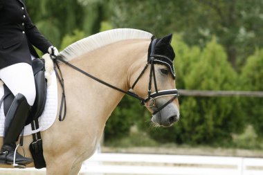 Fiyort cins at Canter'i bilinmeyen binici ile yarış rotasında