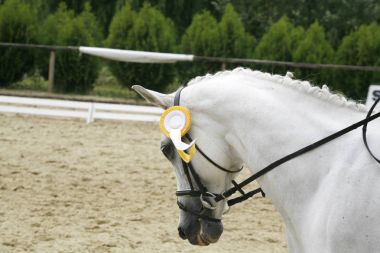 Bir terbiye spor at w yarıştan sonra bir closeup portresi