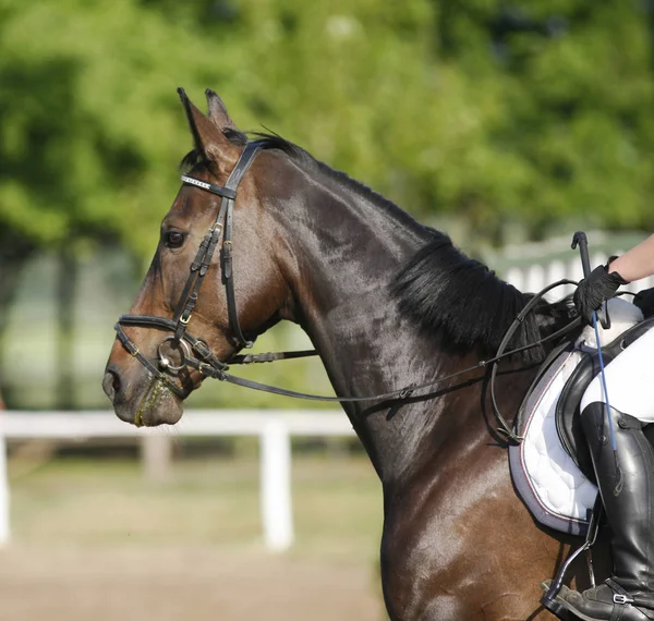 Retrato de un caballo doma sobre un fondo natural — Foto de Stock