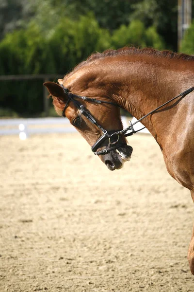 Πορτρέτο closeup της Ιππικής Δεξιοτεχνίας αθλητικό άλογο κατά τη διάρκεια του διαγωνισμού — Φωτογραφία Αρχείου