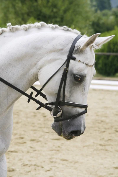 Πορτρέτο του ένα άλογο dressage lipizzaner σε φυσικό φόντο — Φωτογραφία Αρχείου
