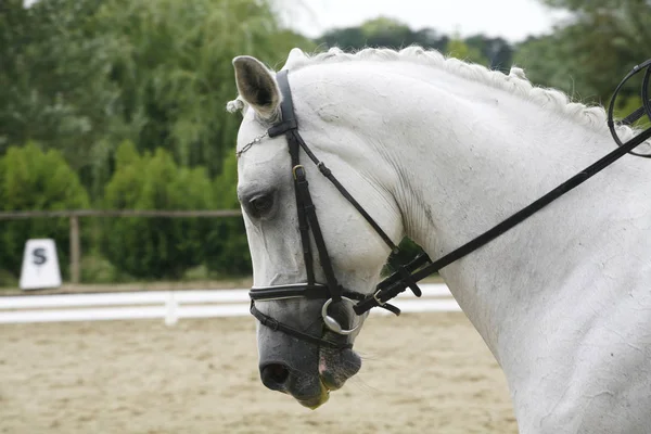 競馬場で編みこみのたてがみを持つ Lipizzaner 馬 — ストック写真