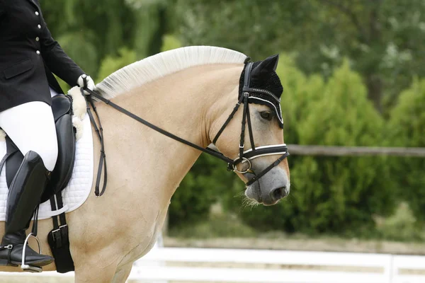 Fjord crianza caballo canter en carrera curso con desconocido jinete — Foto de Stock