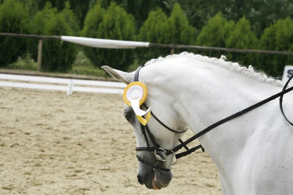 Portret van een close-up van een dressuurpaard sport na de race w — Stockfoto