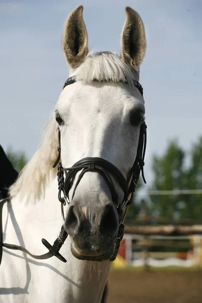 純血種のショーの跳躍の馬の肖像画クローズ アップ — ストック写真