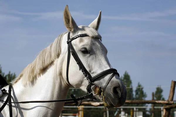 Retrato de primer plano de un caballo saltando de pura raza —  Fotos de Stock