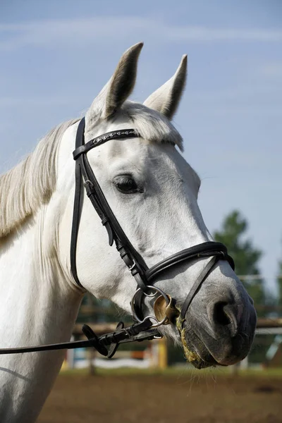 Primer plano de un caballo joven en el evento de salto espectáculo — Foto de Stock