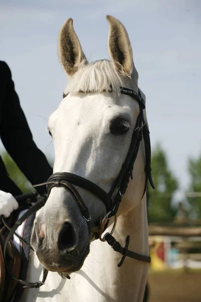 Hoofd geschoten close-up van een jong paard op springruiter evenement — Stockfoto
