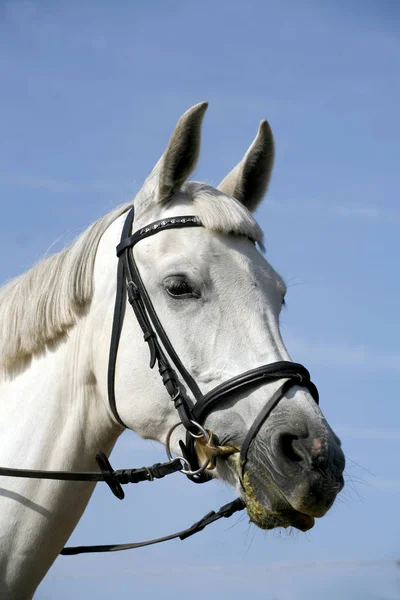 Head shot of a beautiful purebred show jumper horse against natural blue sky — Stock Photo, Image