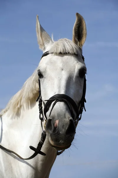 Purebred racehorse head against blue sky background — Stock Photo, Image