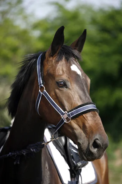 Visa jumper häst huvud närbild mot grön naturliga bakgrund — Stockfoto