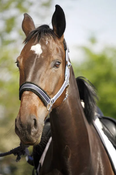 Mooie sport paard hoofd close-up op springruiter evenement — Stockfoto