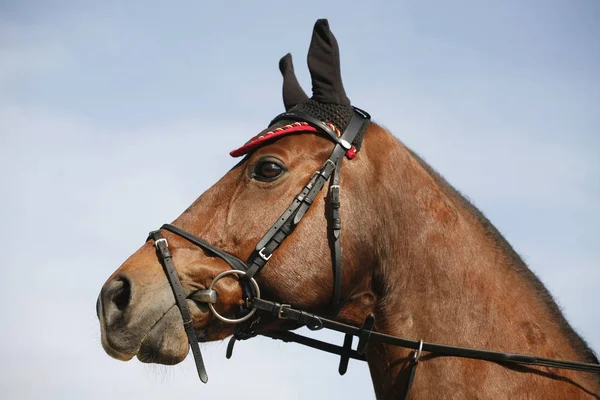 Cabeza de un hermoso caballo saltador espectáculo — Foto de Stock