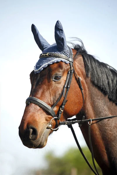 Porträtt närbild av en renrasig hoppning häst — Stockfoto