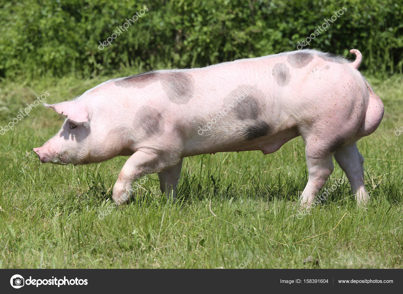 Side view photo of a pietrian young pig on the meadow ??? Stock Photo