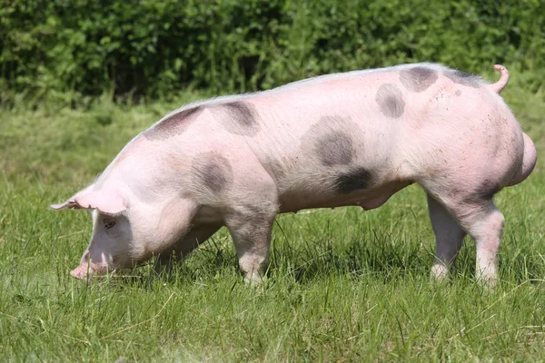 Giovane suino di razza pietriana sull'ambiente naturale — Foto Stock