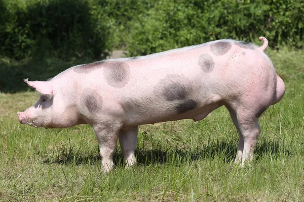 年轻的 pietrian 品种猪对自然环境 — 图库照片