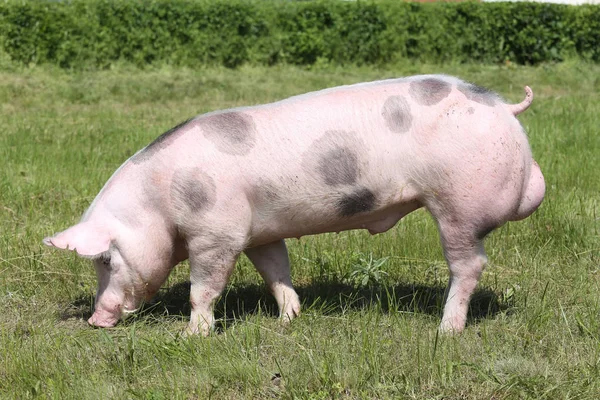 Vista lateral tiro de um belo jovem porco pietrain — Fotografia de Stock