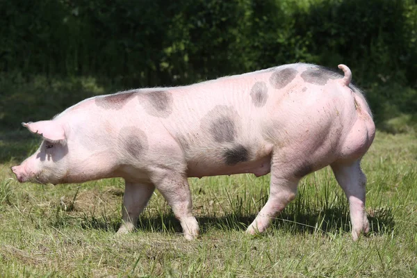 年轻人发现皮特兰猪黑点在农场的场长 — 图库照片