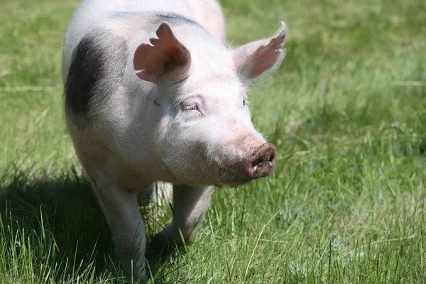 Pietrain 번 식 돼지의 근접 촬영 초상화 — 스톡 사진