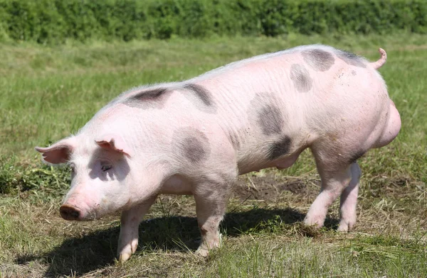 자연 환경에 젊은 pietrian 품종 돼지 — 스톡 사진