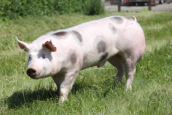 Pietrian 小猪在草地上一边查看照片 — 图库照片
