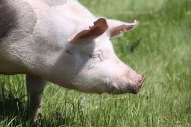 Genç pietrain doğurmak domuz doğal çevre üzerindeki yan görünümü kafa vurdu