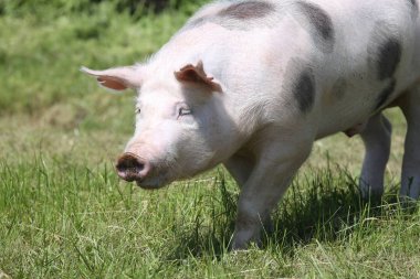 Mera üzerinde hayvan çiftliğinde benekli pietrain doğurmak domuz kafa vurdu