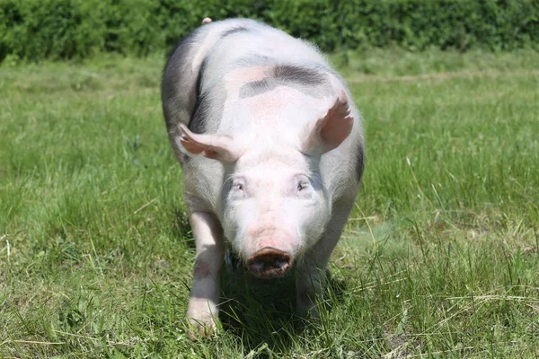 목장에서 젊은 pietrain 번 식 돼지의 전면 보기 머리 샷 — 스톡 사진