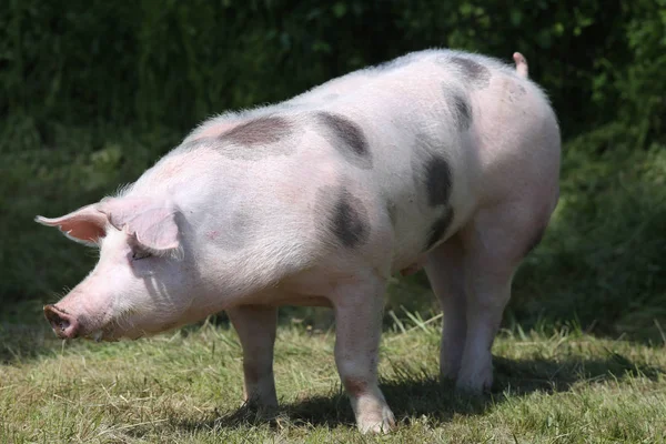 Side view photo of a pietrain young pig on the meadow — Stock Photo, Image