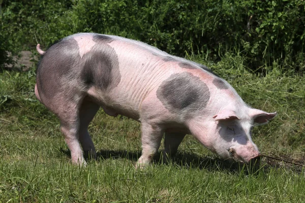 Jovens reprodutores de carne de porco pastando em ambiente natural — Fotografia de Stock