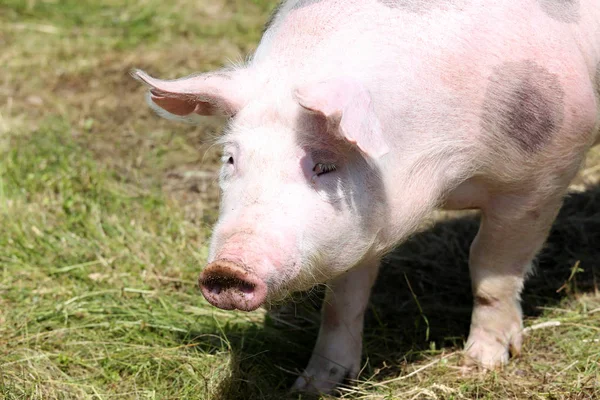 Portrait d'une jeune femelle cochon pietrain sur pâturage — Photo