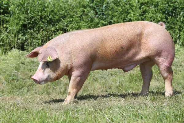 Vista laterale di un giovane maiale di razza duroc sull'ambiente naturale — Foto Stock