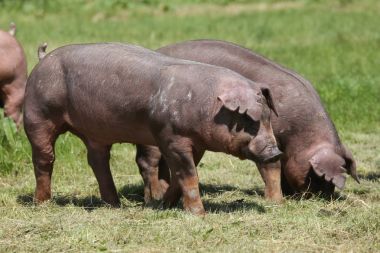Tatlı bir genç duroc domuz çayır üzerinde