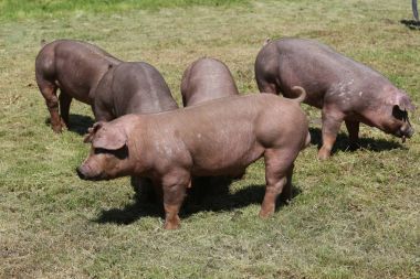 Duroc doğurmak domuzlara mera üzerinde hayvan çiftliği