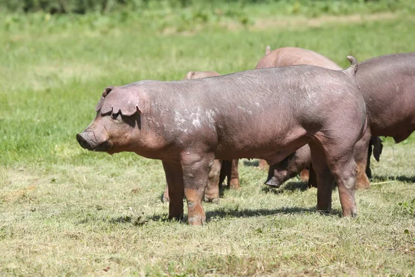 Duroc breed pig posing at animal farm on pasture — Stock Photo, Image