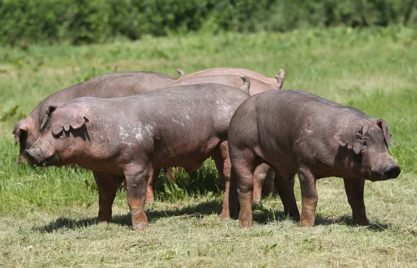 Jeune troupeau de porcs duroc broutant sur les champs de la ferme en été — Photo