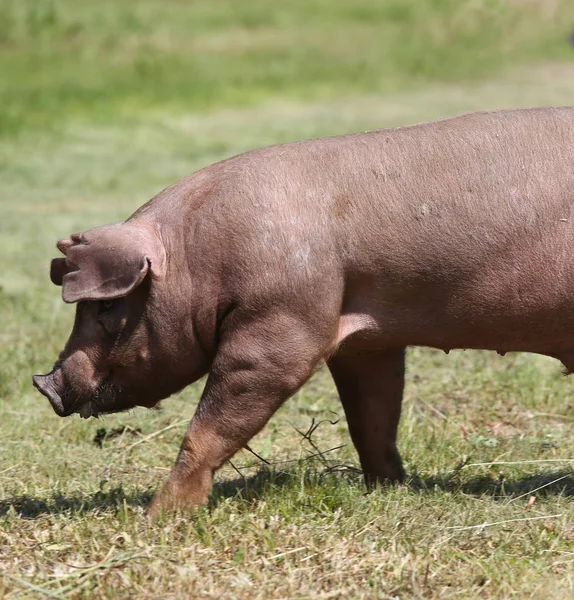 Jovem de raça duroc porco no ambiente natural — Fotografia de Stock