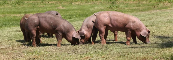 Панорамний вигляд молодих свиней на пасовищі — стокове фото